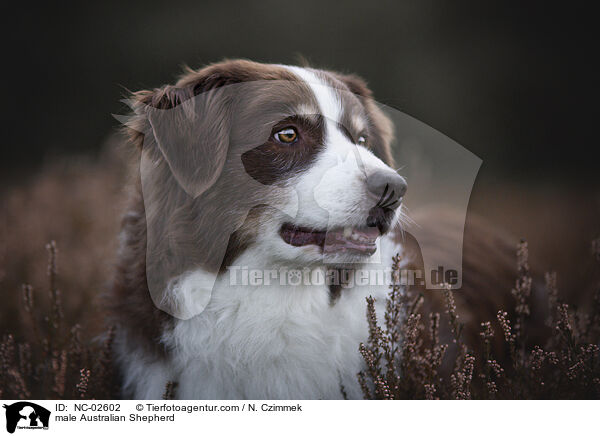 Australian Shepherd Rde / male Australian Shepherd / NC-02602