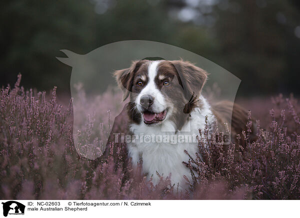 Australian Shepherd Rde / male Australian Shepherd / NC-02603