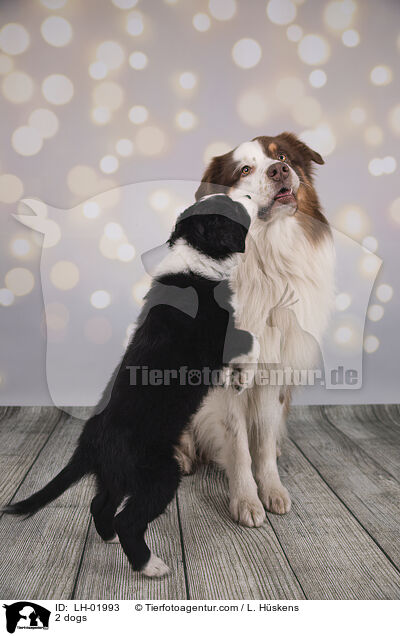 2 dogs / LH-01993