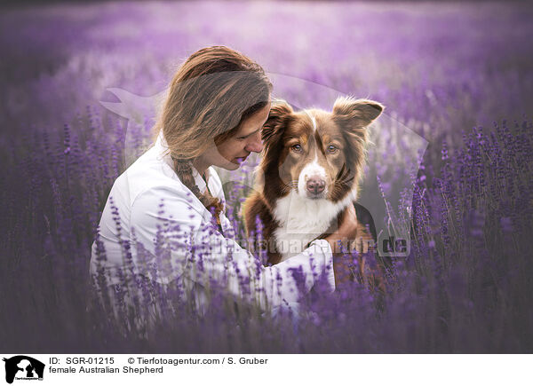 Australian Shepherd Hndin / female Australian Shepherd / SGR-01215