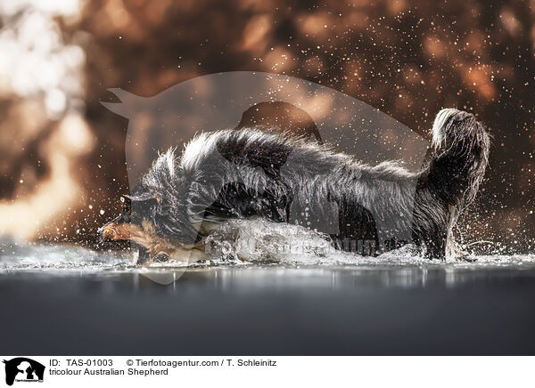 tricolour Australian Shepherd / TAS-01003