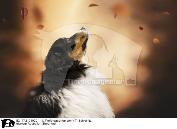 tricolour Australian Shepherd / tricolour Australian Shepherd / TAS-01020