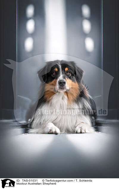 tricolour Australian Shepherd / tricolour Australian Shepherd / TAS-01031