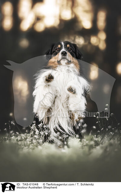 tricolour Australian Shepherd / TAS-01048