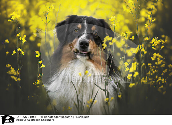 tricolour Australian Shepherd / tricolour Australian Shepherd / TAS-01051