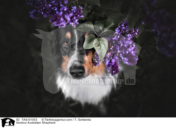 tricolour Australian Shepherd / tricolour Australian Shepherd / TAS-01053