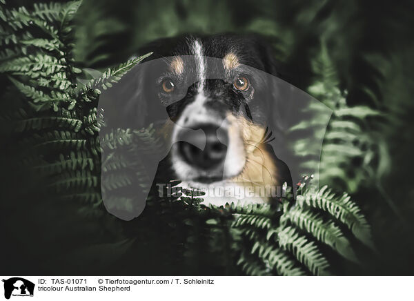 tricolour Australian Shepherd / tricolour Australian Shepherd / TAS-01071