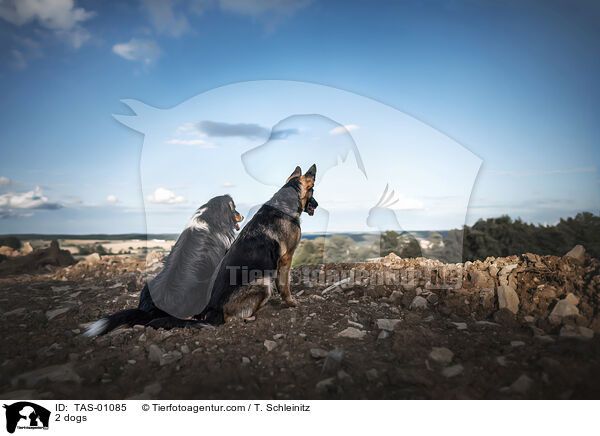 2 dogs / TAS-01085