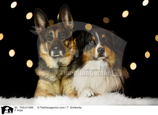 2 dogs / TAS-01086