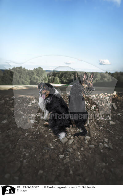 2 dogs / TAS-01087
