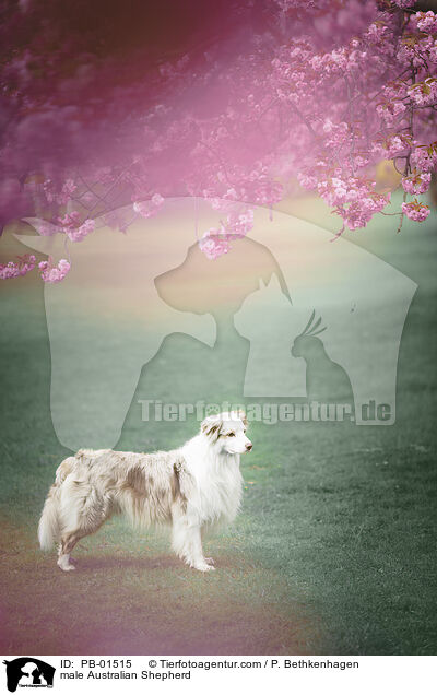 Australian Shepherd Rde / male Australian Shepherd / PB-01515