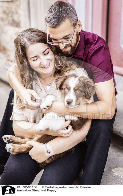 Australian Shepherd Welpe / Australian Shepherd Puppy / NP-03156