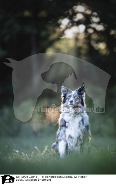 ausgewachsener Australian Shepherd / adult Australian Shepherd / MAH-02846