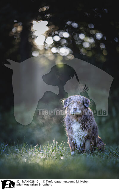 ausgewachsener Australian Shepherd / adult Australian Shepherd / MAH-02849