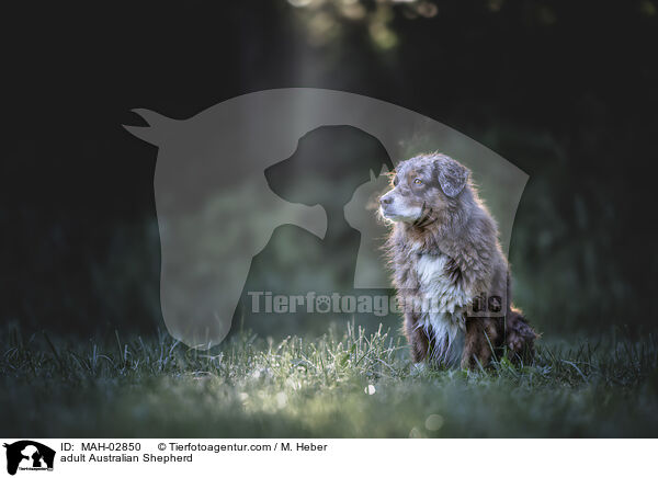 ausgewachsener Australian Shepherd / adult Australian Shepherd / MAH-02850