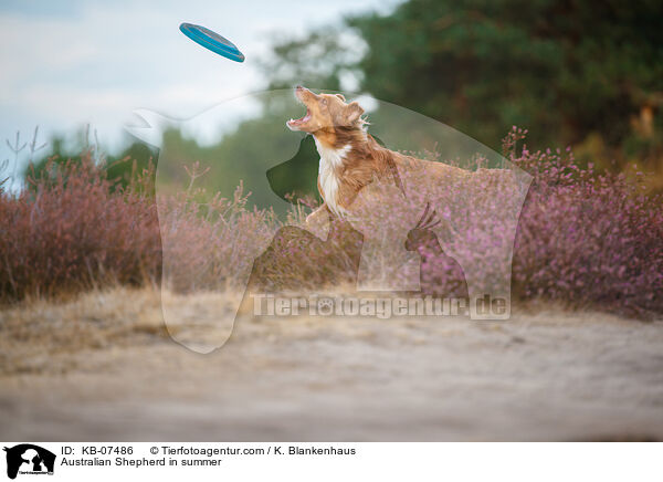 Australian Shepherd im Sommer / Australian Shepherd in summer / KB-07486