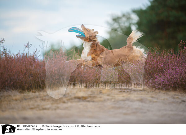 Australian Shepherd in summer / KB-07487