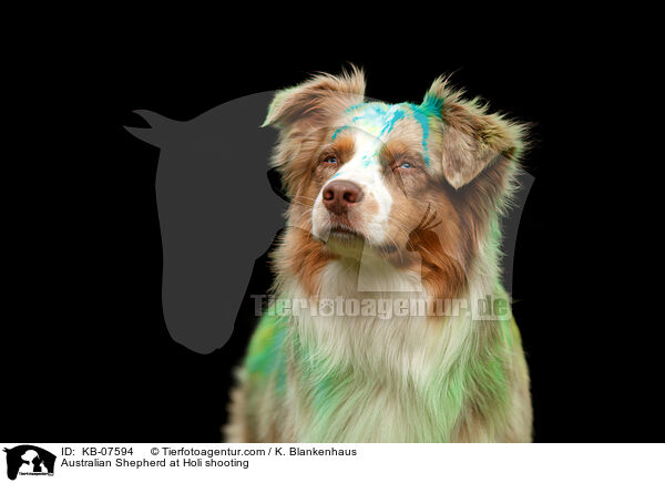 Australian Shepherd beim Holi Shooting / Australian Shepherd at Holi shooting / KB-07594