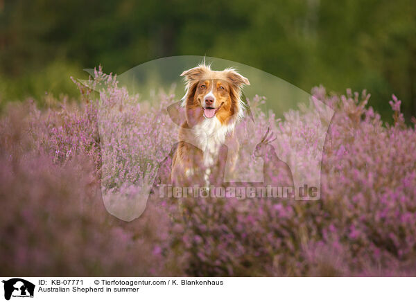 Australian Shepherd im Sommer / Australian Shepherd in summer / KB-07771