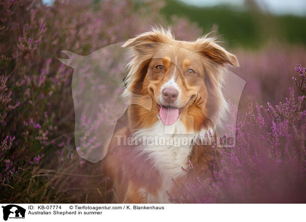 Australian Shepherd im Sommer / Australian Shepherd in summer / KB-07774