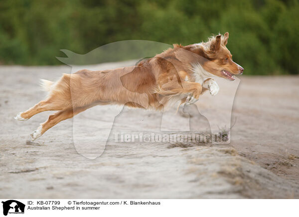 Australian Shepherd im Sommer / Australian Shepherd in summer / KB-07799