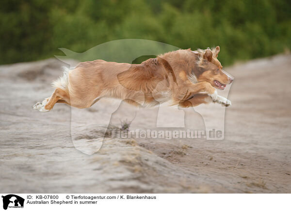 Australian Shepherd im Sommer / Australian Shepherd in summer / KB-07800