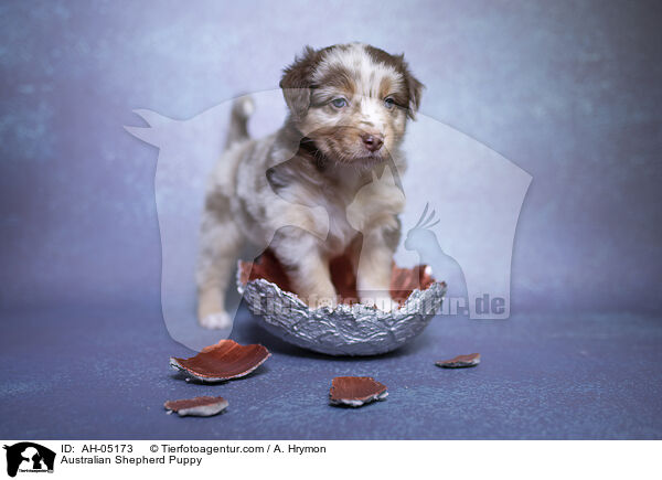 Australian Shepherd Welpe / Australian Shepherd Puppy / AH-05173