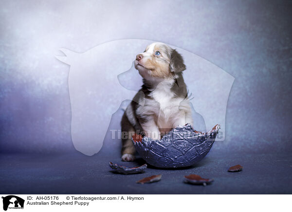 Australian Shepherd Welpe / Australian Shepherd Puppy / AH-05176