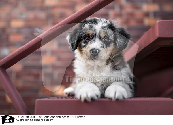 Australian Shepherd Welpe / Australian Shepherd Puppy / AH-05209