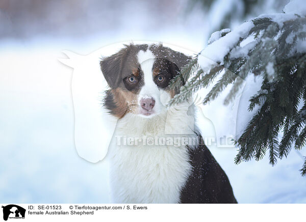 Australian Shepherd Hndin / female Australian Shepherd / SE-01523
