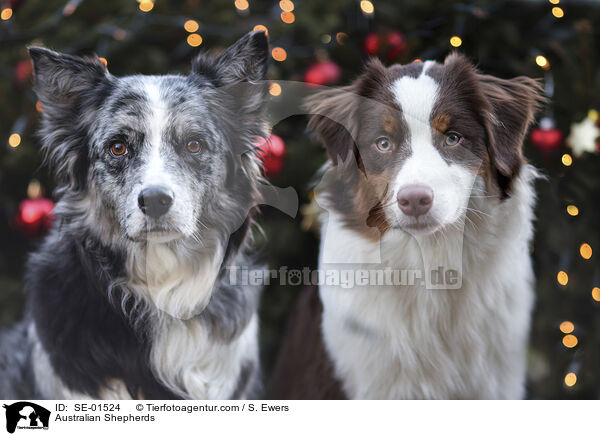 Australian Shepherds / Australian Shepherds / SE-01524
