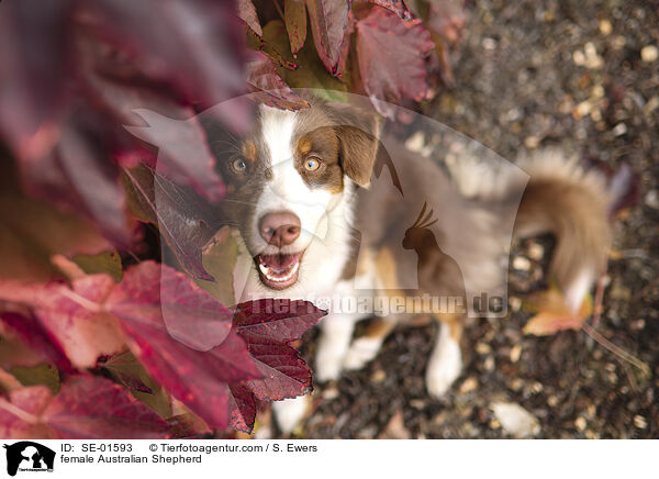 Australian Shepherd Hndin / female Australian Shepherd / SE-01593