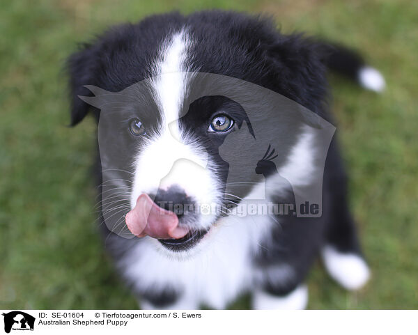 Australian Shepherd Welpe / Australian Shepherd Puppy / SE-01604