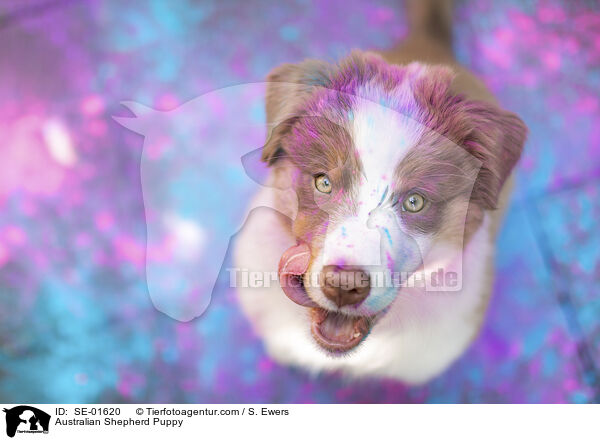 Australian Shepherd Welpe / Australian Shepherd Puppy / SE-01620
