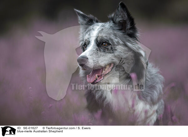 blue-merle Australian Shepherd / blue-merle Australian Shepherd / SE-01627