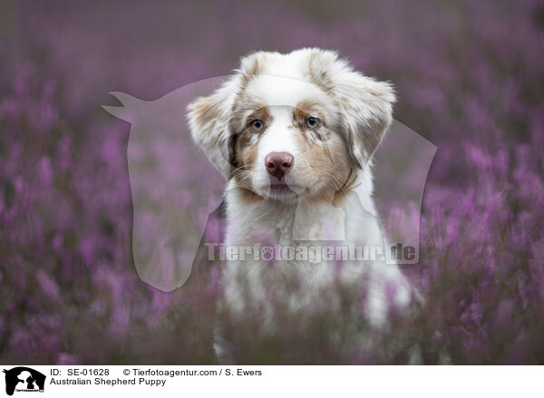 Australian Shepherd Welpe / Australian Shepherd Puppy / SE-01628
