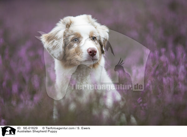 Australian Shepherd Welpe / Australian Shepherd Puppy / SE-01629
