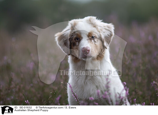 Australian Shepherd Welpe / Australian Shepherd Puppy / SE-01632