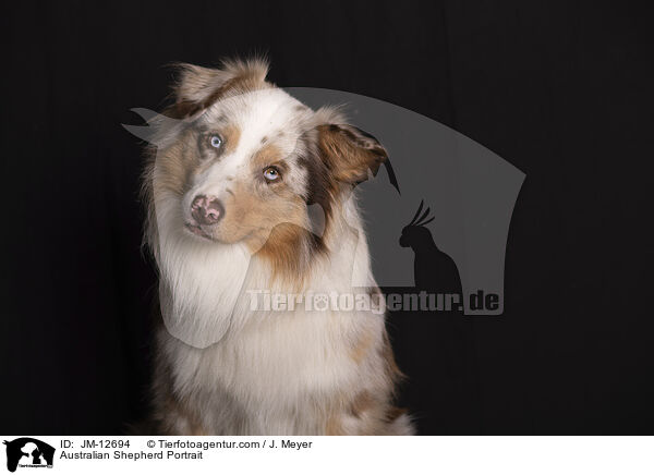 Australian Shepherd Portrait / Australian Shepherd Portrait / JM-12694