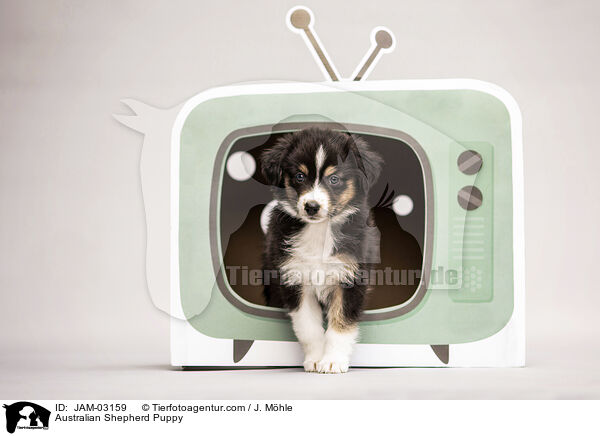 Australian Shepherd Welpe / Australian Shepherd Puppy / JAM-03159