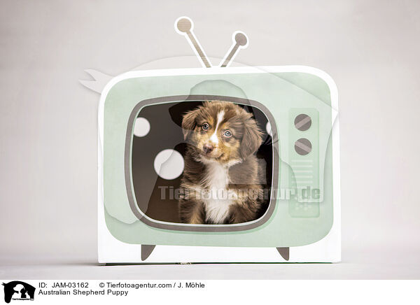 Australian Shepherd Welpe / Australian Shepherd Puppy / JAM-03162