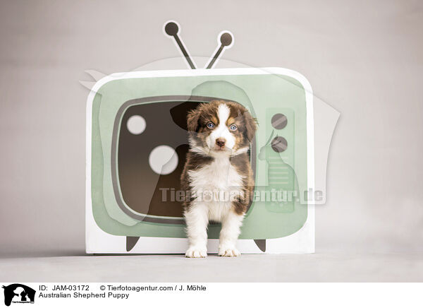 Australian Shepherd Welpe / Australian Shepherd Puppy / JAM-03172