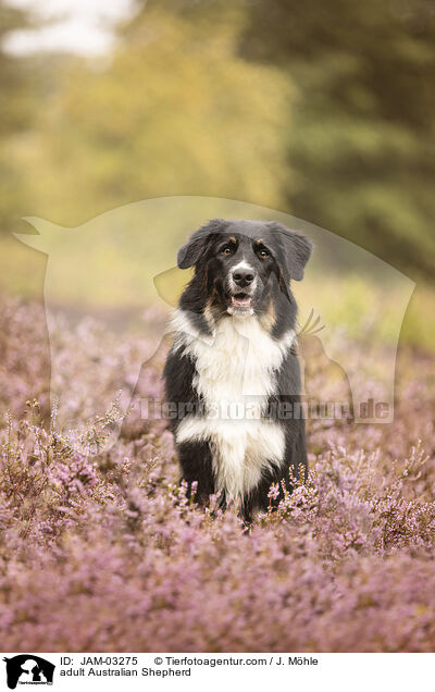 ausgewachsener Australian Shepherd / adult Australian Shepherd / JAM-03275