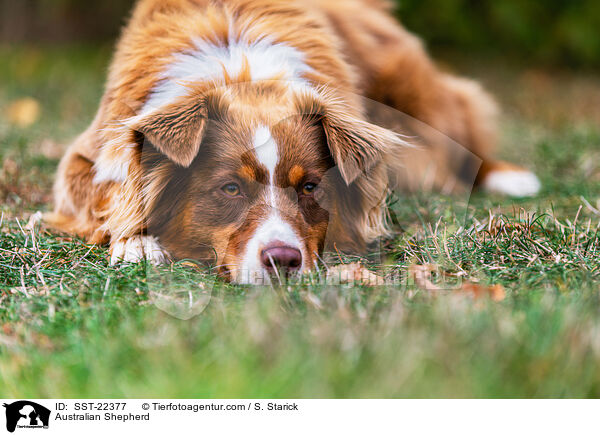 Australian Shepherd / Australian Shepherd / SST-22377