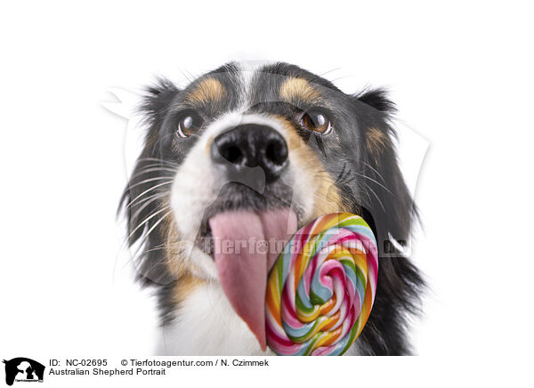 Australian Shepherd Portrait / NC-02695