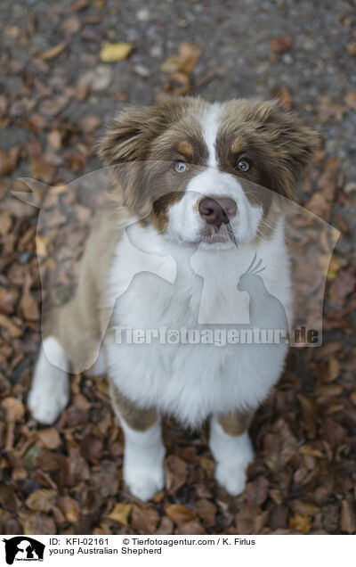 junger Australian Shepherd / young Australian Shepherd / KFI-02161