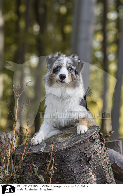 Australian Shepherd Rde / male Australian Shepherd / KFI-02185