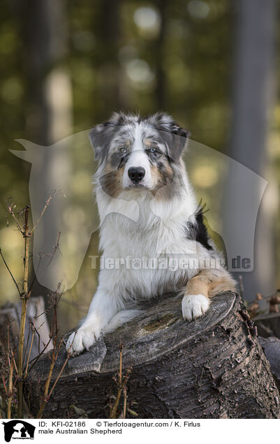 Australian Shepherd Rde / male Australian Shepherd / KFI-02186