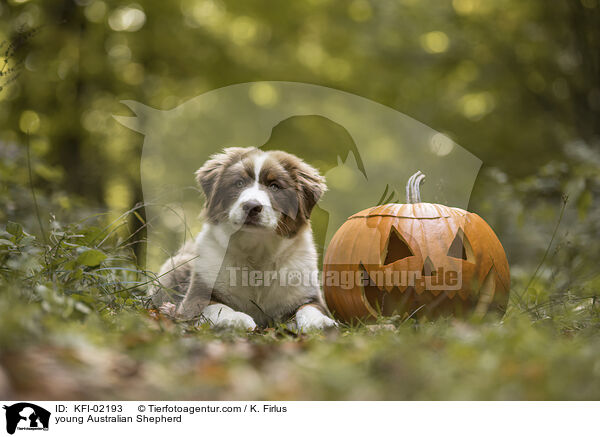 junger Australian Shepherd / young Australian Shepherd / KFI-02193