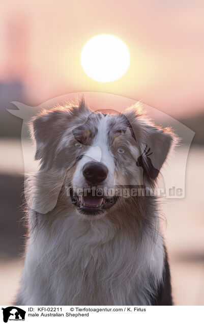 Australian Shepherd Rde / male Australian Shepherd / KFI-02211